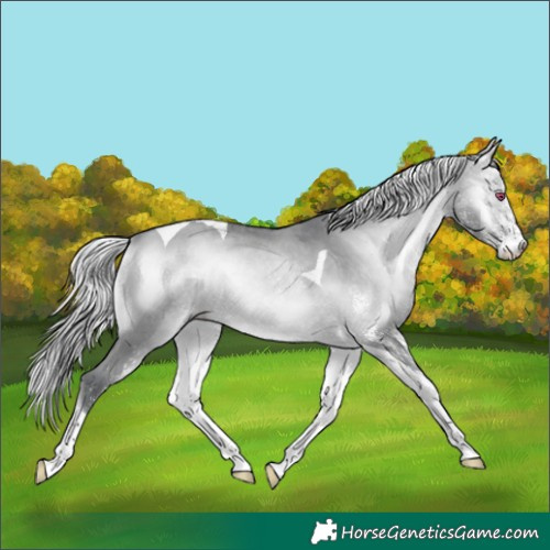Horse Color:White Spotted Silver Bay Chinchilla Onyx Tobiano 