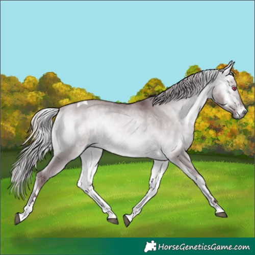 Horse Color:White Spotted Chocolate Silver Buckskin Chinchilla Onyx Tobiano 