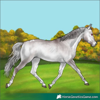Horse Color:White Spotted Chocolate Silver Buckskin Chinchilla Onyx Tobiano