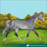 Horse Color:Silver Brown Chinchilla Dun 