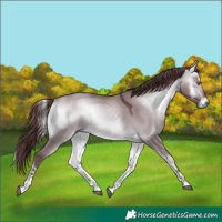 Horse Color:White Spotted Chocolate Buckskin Chinchilla Onyx Tobiano 