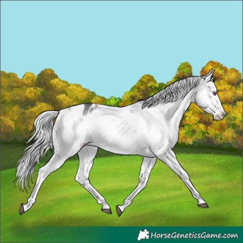 Horse Color:White Spotted Silver Buckskin Chinchilla Onyx Tobiano Appaloosa 