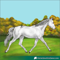 Horse Color:White Spotted Silver Buckskin Chinchilla Onyx Tobiano Appaloosa 