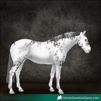 Horse Color:Brown Chinchilla Onyx Tobiano Near Leopard 