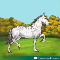 Horse Color:Chocolate Brown Chinchilla Onyx Appaloosa 