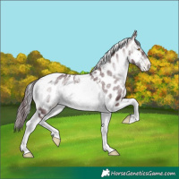 Horse Color:Chocolate Brown Chinchilla Onyx Tobiano Appaloosa 