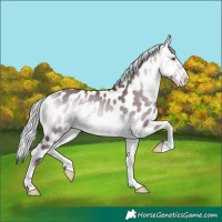 Horse Color:Chocolate Silver Bay Chinchilla Onyx Appaloosa 
