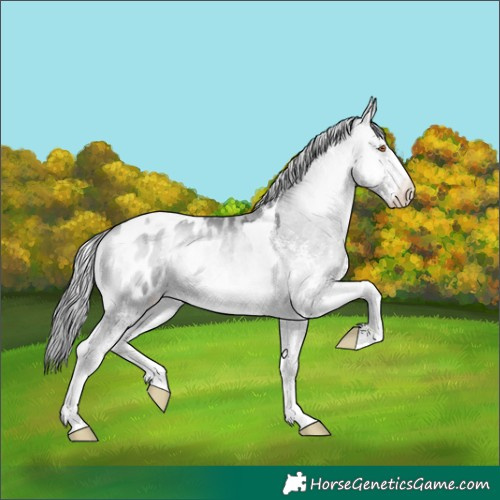 Horse Color:White Spotted Bay Chinchilla Onyx Tobiano Appaloosa 