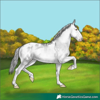 Horse Color:White Spotted Bay Chinchilla Onyx Tobiano Appaloosa 