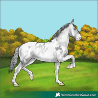 Horse Color:Bay Chinchilla Onyx Tobiano Blanket 