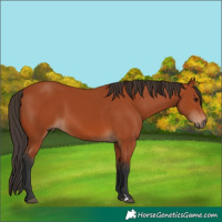 Horse Color:Bay 