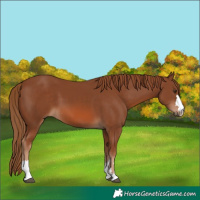 Horse Color:Chestnut 