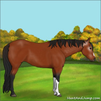 Horse Color:Gray Bay 