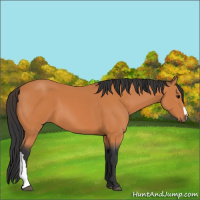 Horse Color:Bay 