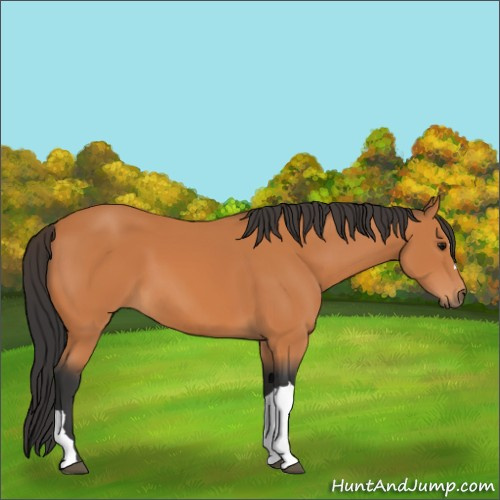 Horse Color:Bay 