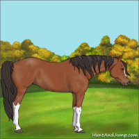 Horse Color:Bay 