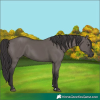 Horse Color:Smoky Grullo Rabicano 