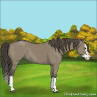 Horse Color:Smoky Grullo Splash