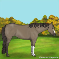 Horse Color:Smoky Grullo 