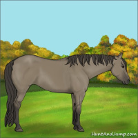 Horse Color:Smoky Grullo