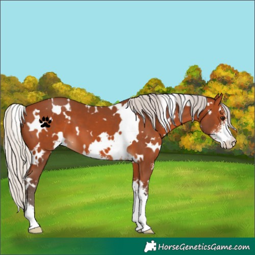 Horse Color:White Spotted Silver Bay Sabino