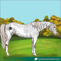 Horse Color:White Spotted Liver Chestnut Appaloosa 