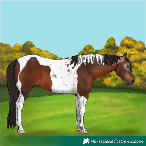 Horse Color:Gray Bay Tobiano 
