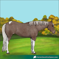 Horse Color:Silver Black Tobiano Varnish 