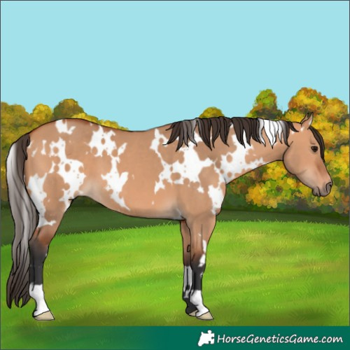Horse Color:White Spotted Bay Dun 