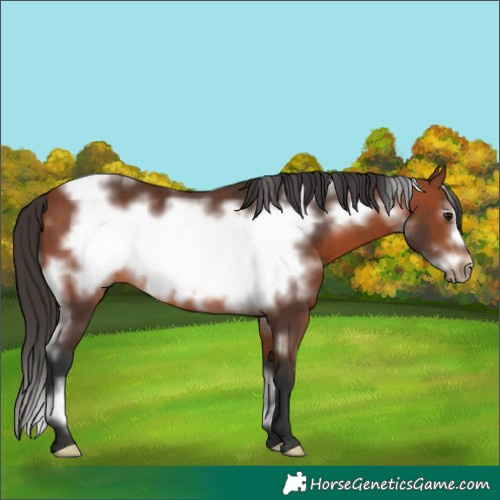 Horse Color:White Spotted Bay Frame 