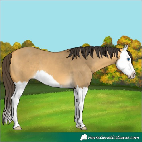 Horse Color:Buckskin Dun Splash 