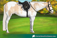 Horse Color:White Spotted Silver Buckskin Tobiano Varnish 