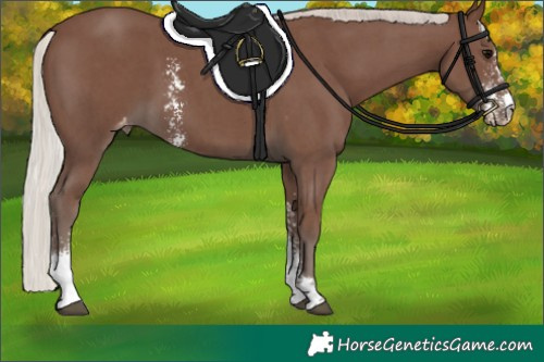 Horse Color:Silver Black Sabino Appaloosa