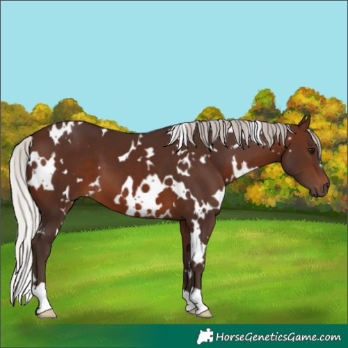 Horse Color:White Spotted Silver Brown 