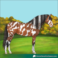 Horse Color:Bay Appaloosa 