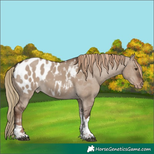 Horse Color:Liver Red Dun Tobiano Appaloosa Rabicano 