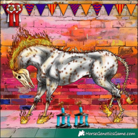 Horse Color:Bay Appaloosa 