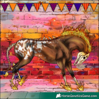 Horse Color:Bay Appaloosa 