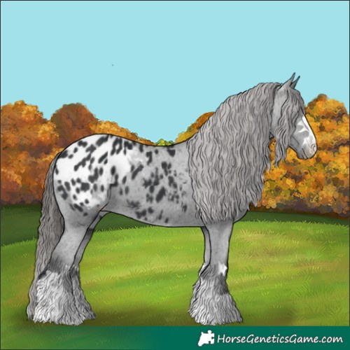 Horse Color:Black Appaloosa 