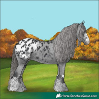 Horse Color:Black Appaloosa