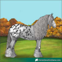 Horse Color:Black Appaloosa 