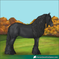 Horse Color:Black Appaloosa 