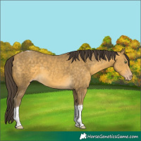 Horse Color:Sable Cream Champagne Tobiano 