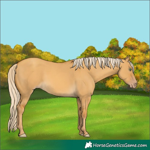 Horse Color:Gold Cream Champagne Dun 