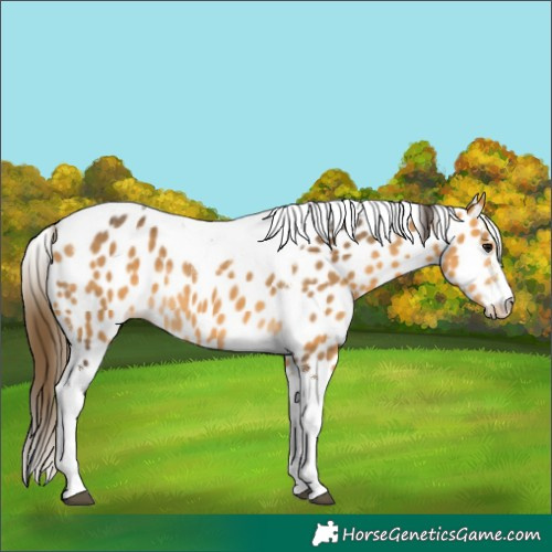 Horse Color:Buckskin Tobiano Appaloosa 