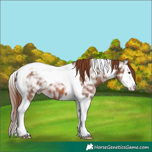 Horse Color:Chestnut Ice Splash Tobiano
