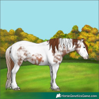 Horse Color:Chestnut Ice Splash Tobiano 