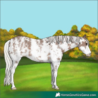 Horse Color:Silver Black Sabino Appaloosa 