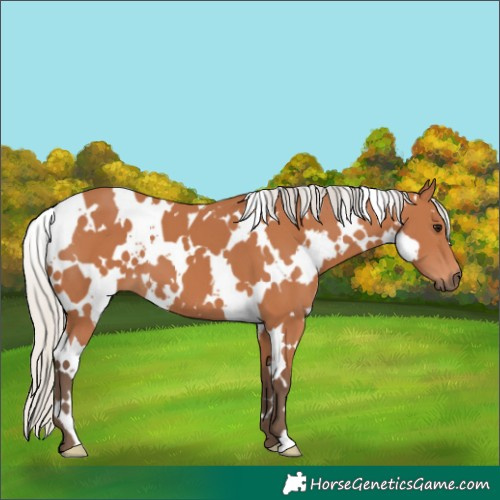 Horse Color:White Spotted Silver Bay 