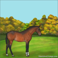 Horse Color:Bay Rabicano  and Bay Rabicano 